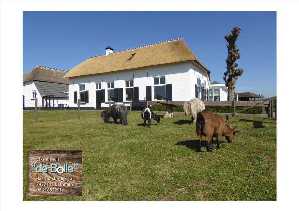 un grupo de vacas pastando en el césped frente a una casa en Vakantiehuis ''De Bolle'', en Bathmen