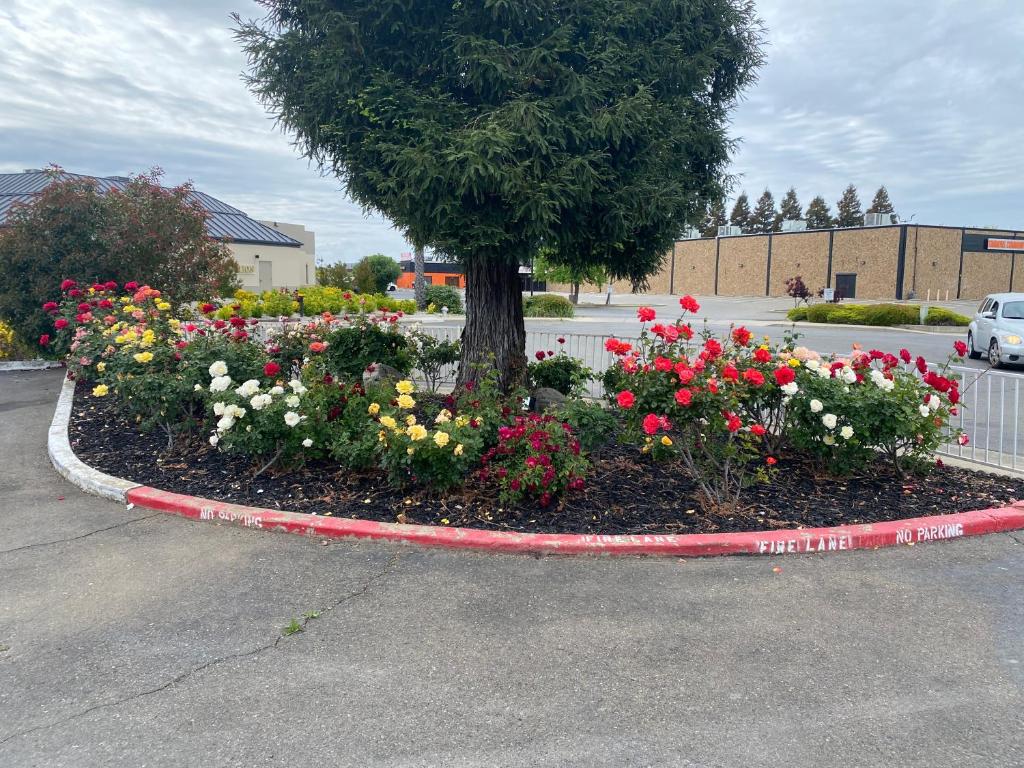 Oasis Inn Sacramento- Elk Grove photo