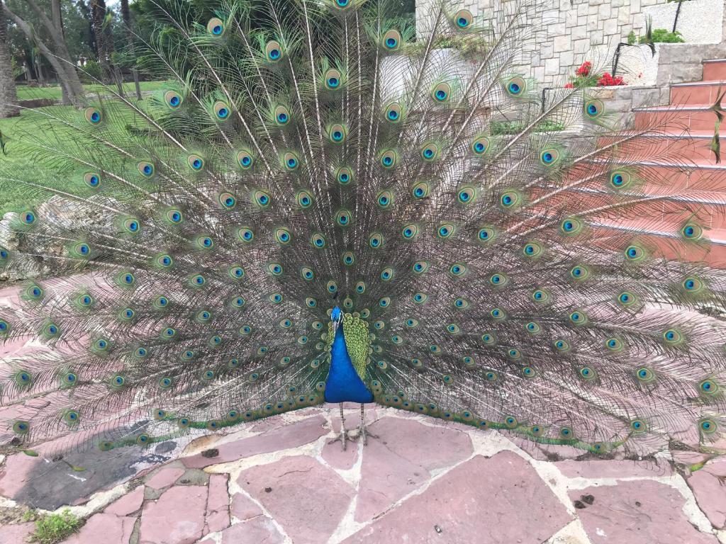 a peacock with its feathers on its face at Villa Entrenaranjos in Picassent