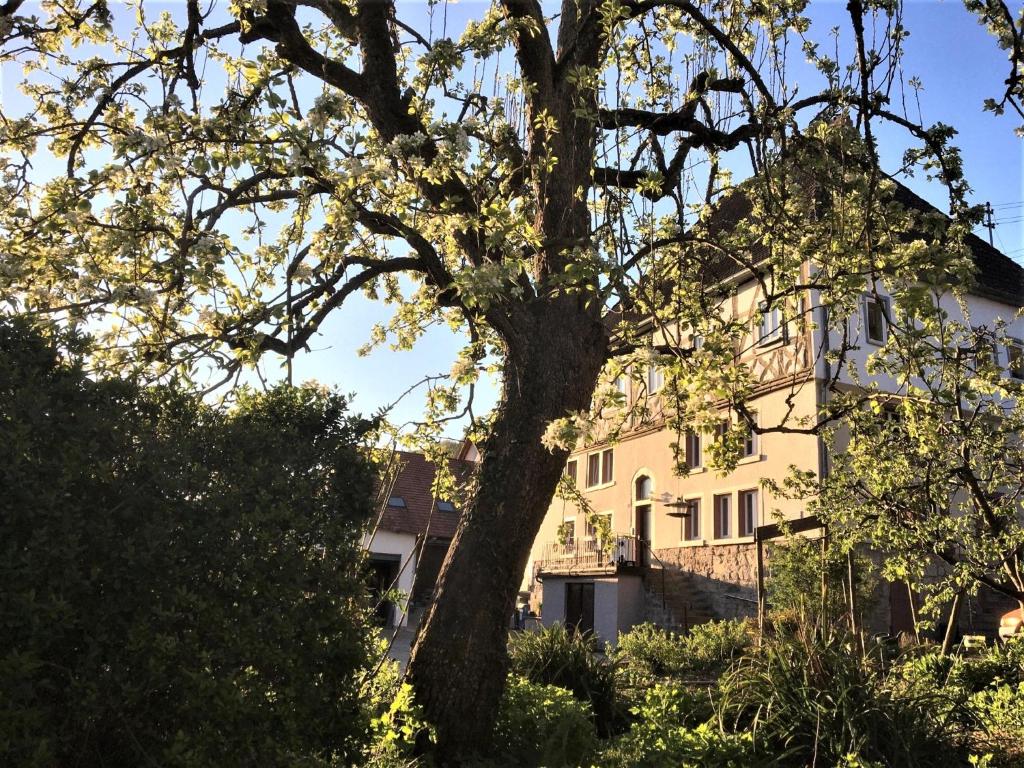 uma grande árvore em frente a um edifício em Beim Schloß Michel em Lauda-Königshofen