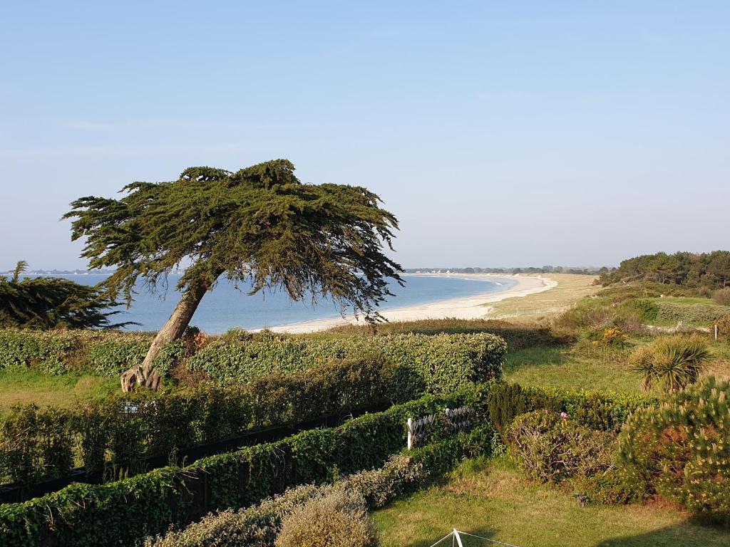 un arbre assis au sommet d'une colline à côté d'une plage dans l'établissement Ménez Rhun, à Combrit