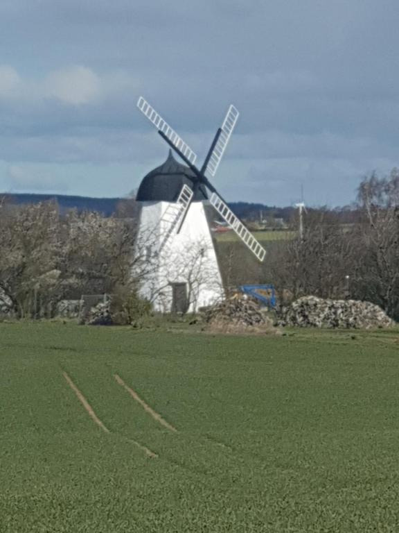 a large white and black bird sitting on top of a grass covered field at Apartamenty Molle in Åkirkeby