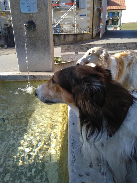 Ospiti di Swiss Borzoi House con animali domestici
