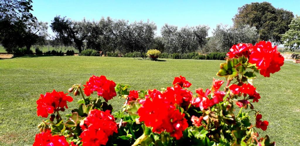 a bush of red flowers in a field at Agriturismo Ristorante Monte Argentario in Monte Argentario