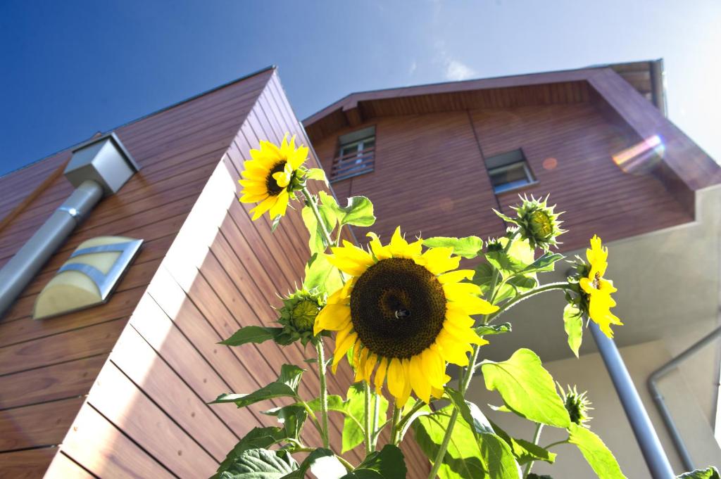 eine Gruppe Sonnenblumen vor einem Haus in der Unterkunft mittendorf klimaresidence in Schenna