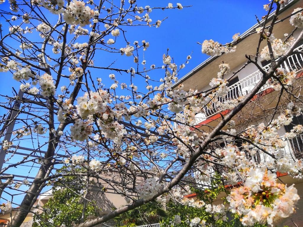 Zahrada ubytování Apartments Matejčić