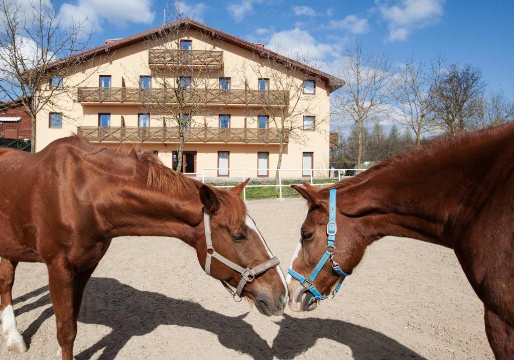 dos caballos parados uno al lado del otro frente a un edificio en Hotel Panska Licha, en Brno