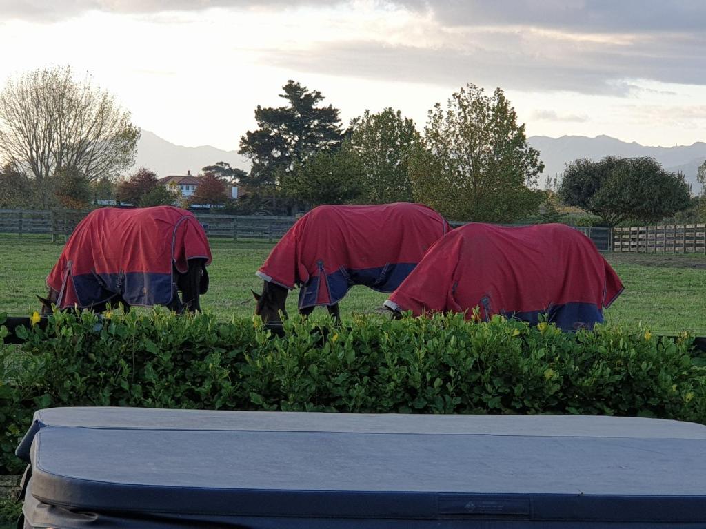 Okauia House, Matamata - Resim 29