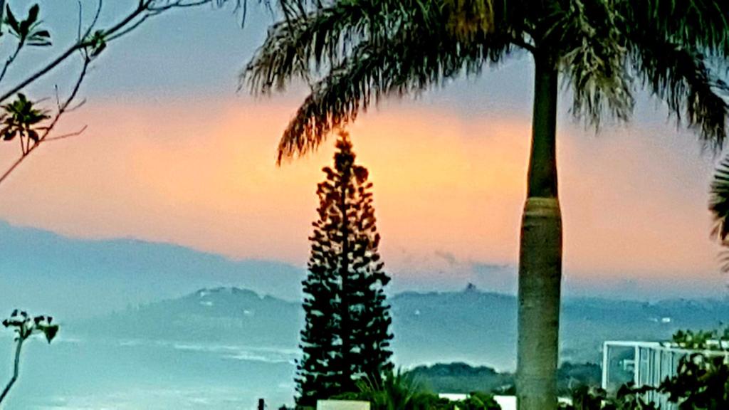 un palmier avec un coucher de soleil en arrière-plan dans l'établissement Lucky Fishes, à Southbroom