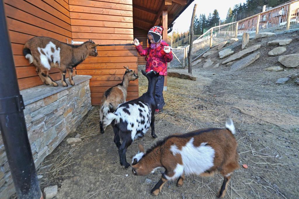 Zvířata v penzionu nebo okolí