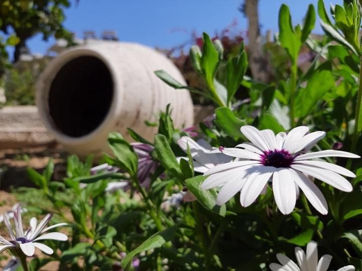A garden outside NEFELI apartments