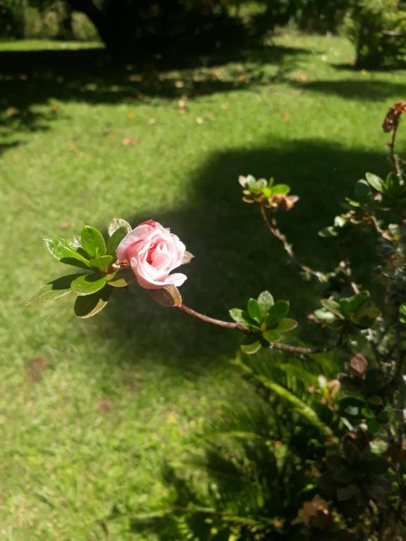  LA BELLE VIE