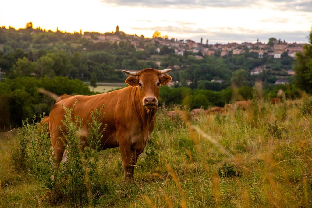 Animaux dans le camping ou &agrave; proximit&eacute;