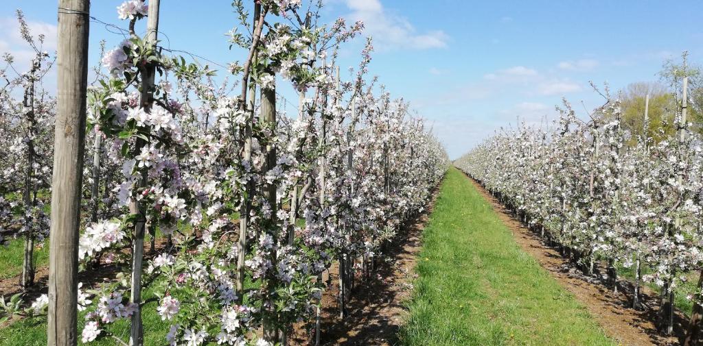 a row of apple trees covered in flowers at Ferienhaus Apfelblüte in Twielenfleth