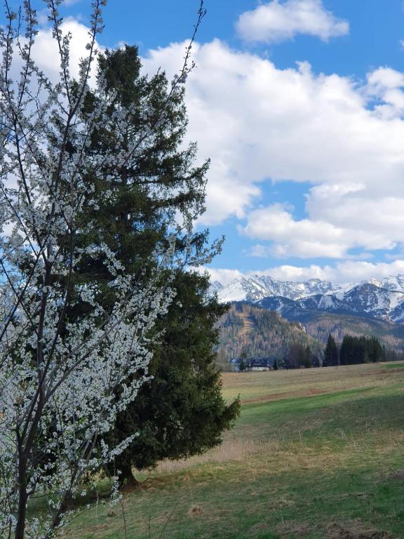 Fotografia z galérie ubytovania Api IV Zakopane v Zakopanom