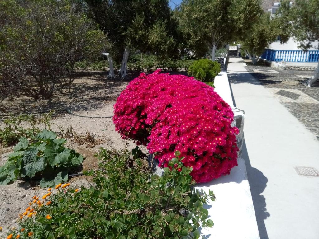 Un jardín fuera de Hotel Perissa