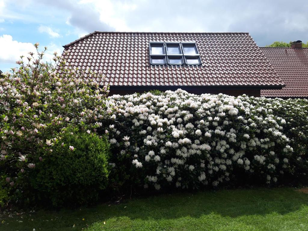 uma sebe com flores brancas em frente a uma casa em Ferienhof Kleemann em Barßel