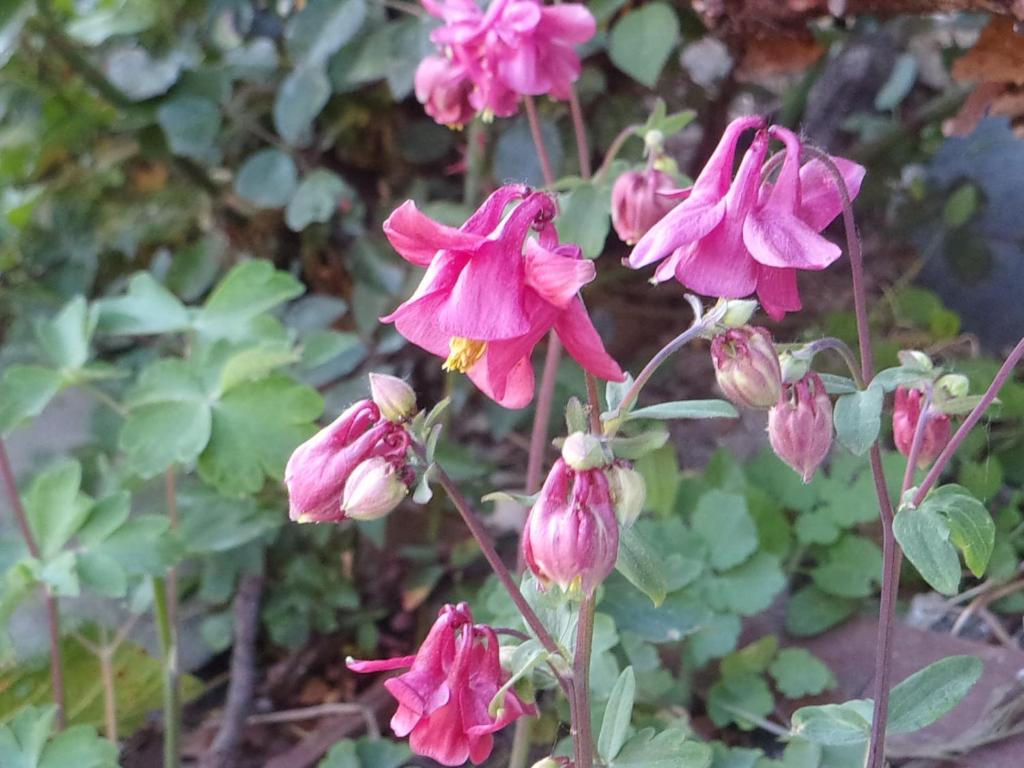a group of pink flowers on a plant at Chateau de Chémery in Chémery