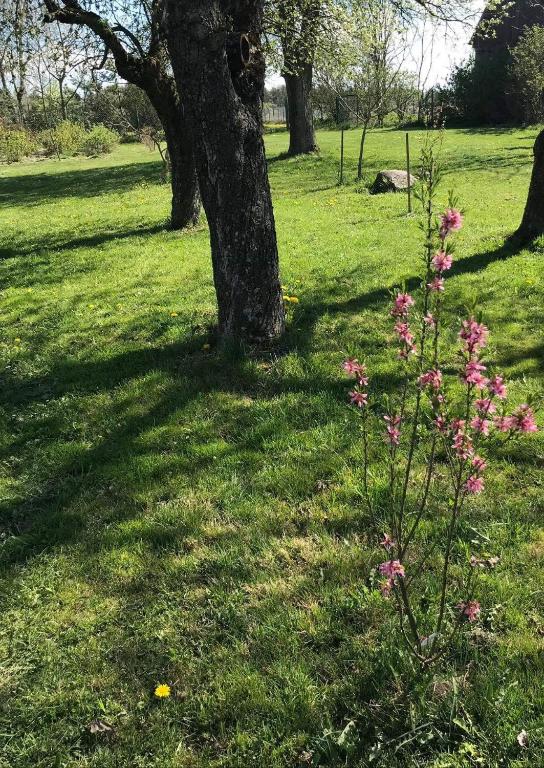 Vonkajšia záhrada v ubytovaní Kalinka - chata na końcu świata