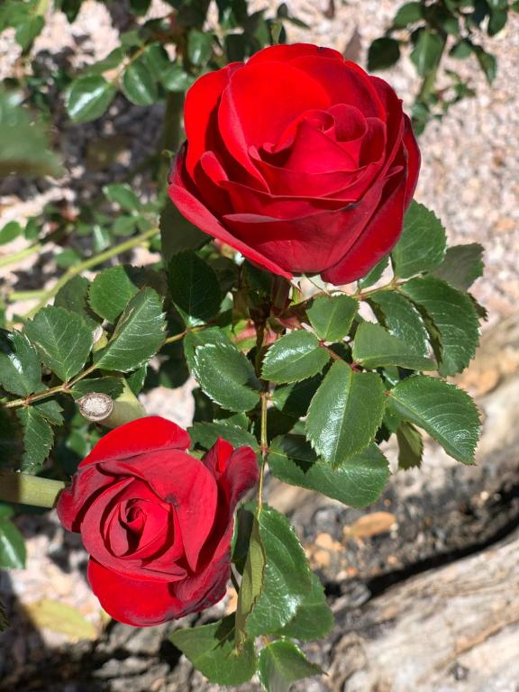 a red rose is growing on a plant at Senteurs du Maquis in Porticcio