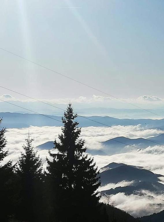 a group of trees on top of a mountain with clouds at Iznad oblaka A1 in Kopaonik