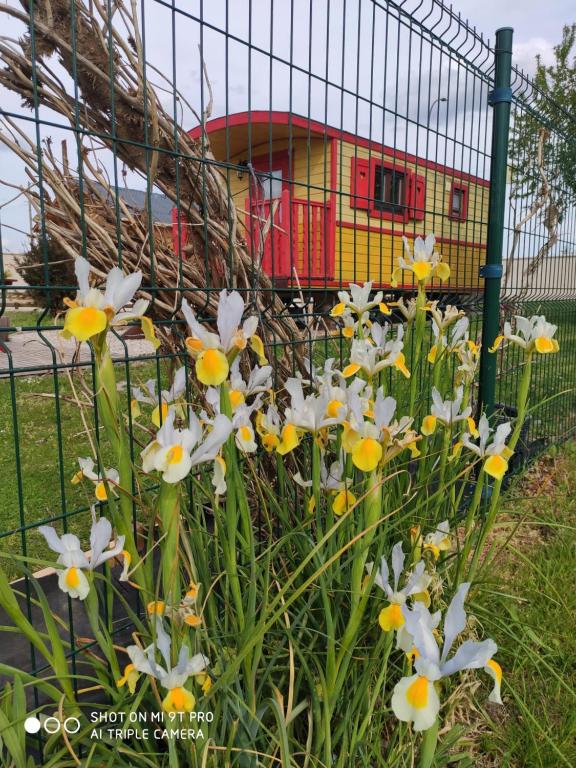 a bunch of white and yellow flowers in front of a fence at roulotte du domaine des Chevrettes in Cour-Cheverny