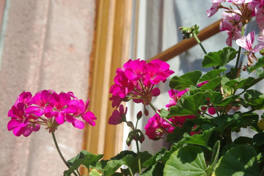 Gîte Meyer-Liss – photo 17