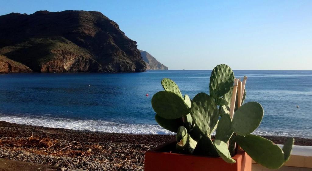 un cactus en una olla al lado del océano en Villa Congrio, en Las Negras