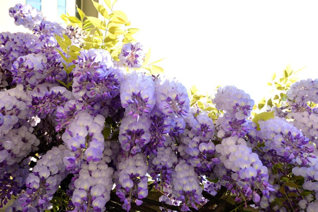 Astor Hotel - Resim 13