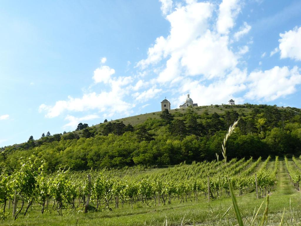 Fotografie z fotogalerie ubytování Apartmány Viktorín v destinaci Mikulov