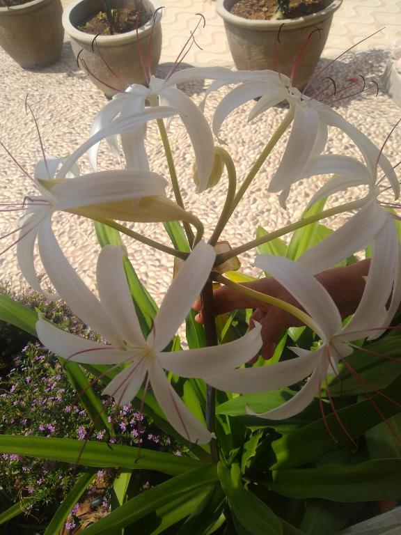 Flor de Mandacaru Pousada