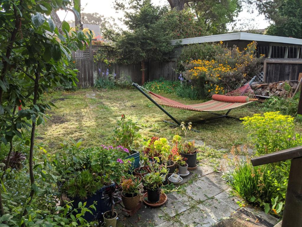 a hammock in a garden with plants and flowers at Relax in unpretentious peaceful and authentic house with public transportation cafes and U of Berkeley close by in Albany
