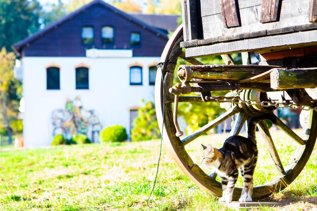 Domácí mazlíčci ubytovaní s hosty v ubytování Pension Haus Fürstenberg