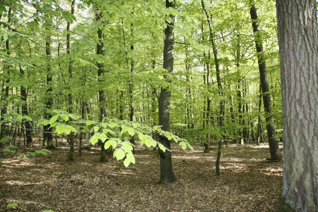 Příroda nedaleko penzionu – hostince