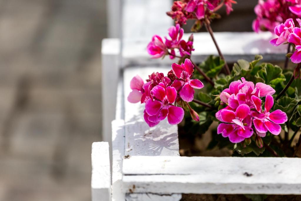 a bunch of pink flowers in a white box at Hotel Nómadas in Vejer de la Frontera