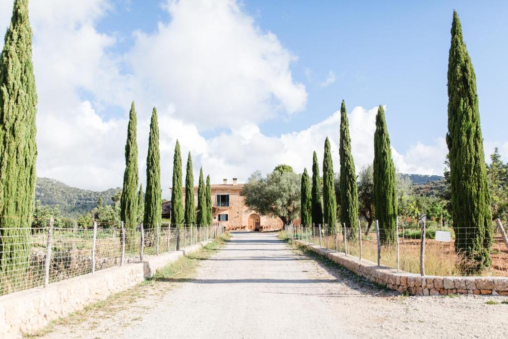 a road with cypress trees and a building at Finca Es Cabàs in Santa Maria del Camí