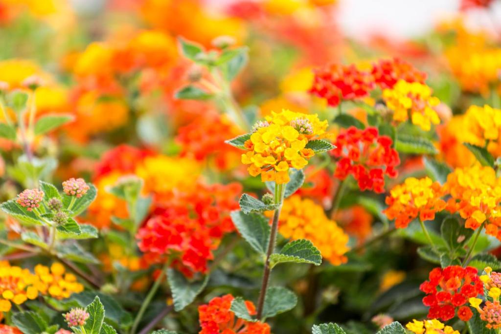 a group of colorful flowers in a garden at Hotel Nómadas in Vejer de la Frontera