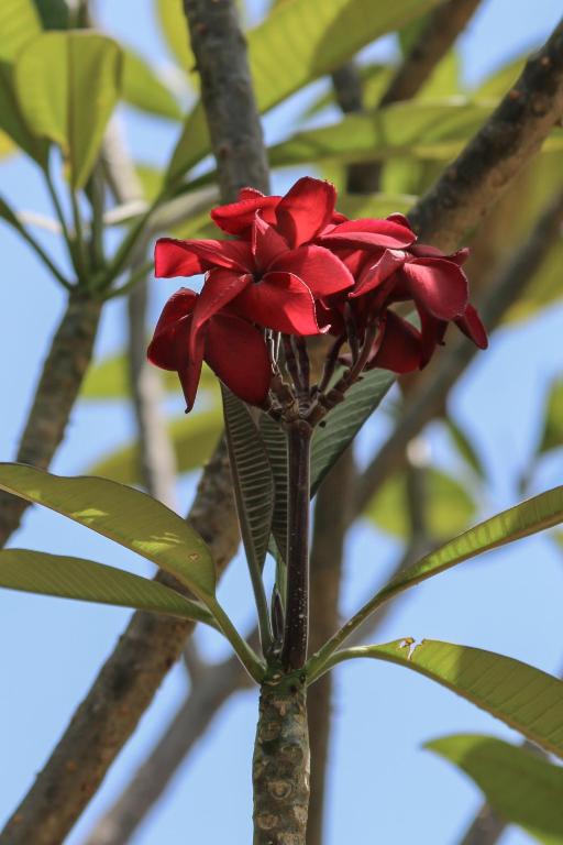 Fotografie z fotogalerie ubytování Hotel Marielos v destinaci Tamarindo