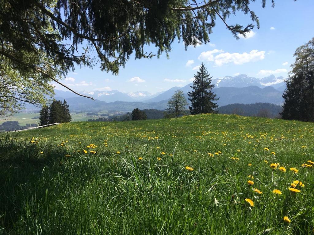 a field of flowers on a hill with mountains in the background at Downtown in Füssen