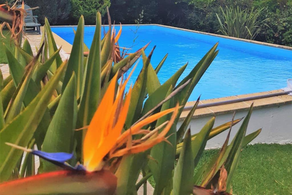 a colorful plant in front of a swimming pool at À-do-Zé-Velho in Sesimbra