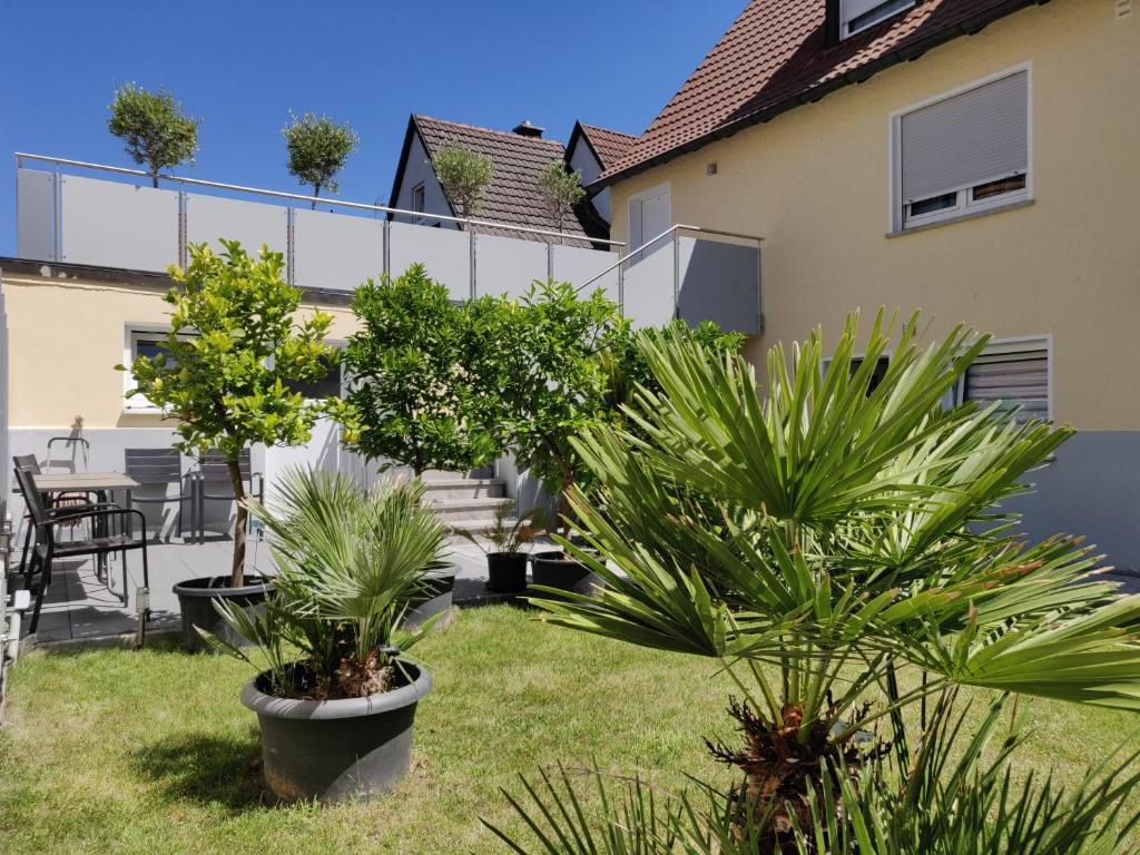 einen Garten mit zwei Topfbäumen im Hof in der Unterkunft Haus zum Schlosspark in Veitshöchheim