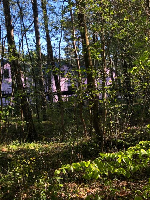 a forest with trees and a house in the background at Lawendowe Domki in Międzywodzie