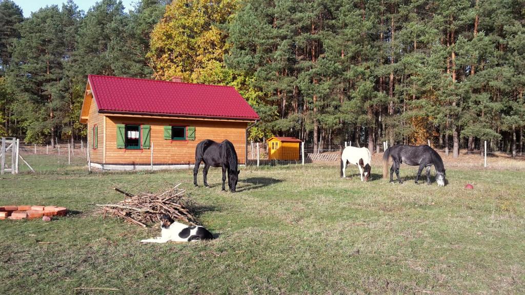 three horses grazing in a field in front of a cabin at Agroturystyka Polana Harmonii in Przytoczna 