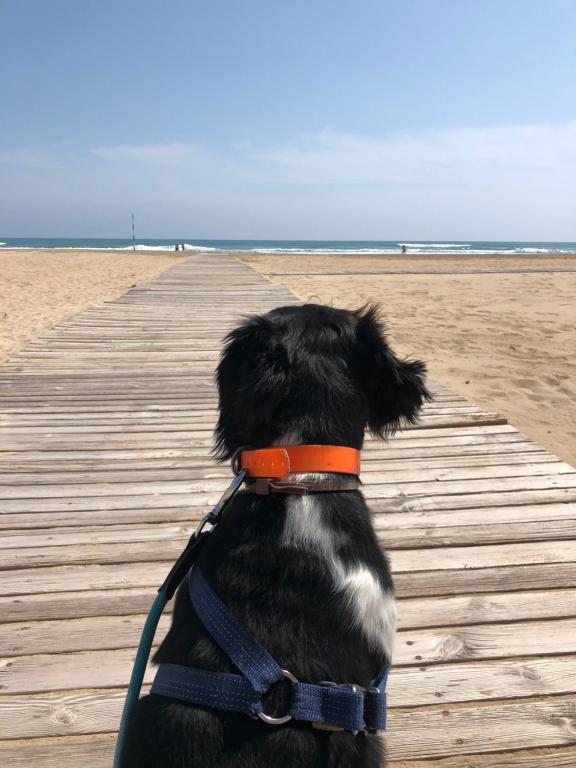 Hugo Beach Hotel, Gandía – Precios actualizados 2023