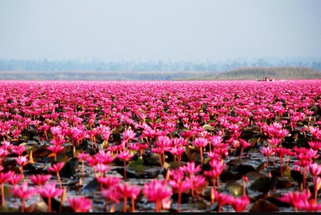 a field of pink flowers in a field at Amman Unique Hotel in Udon Thani