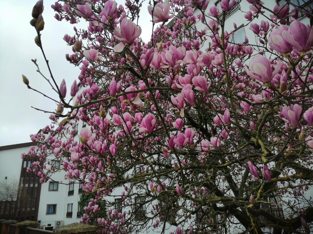 Steyler Fatima Hotel & Congress - Resim 35