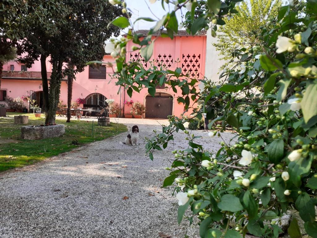 a dog sitting in front of a pink building at Residenza La Dimora ImPerfetta in Salionze