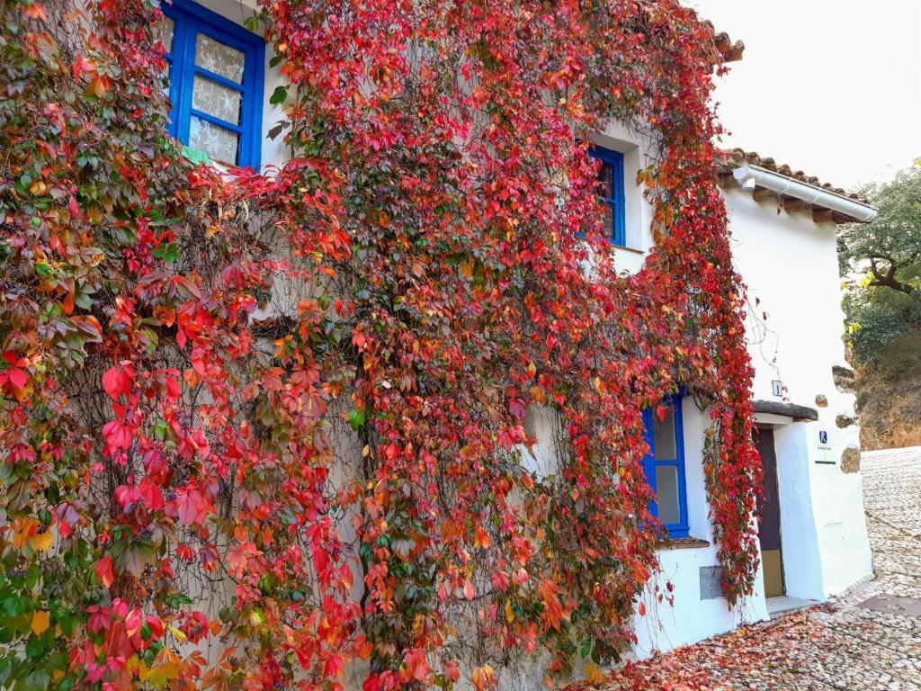 un bâtiment recouvert de lierre et de fleurs rouges dans l'établissement Casita Collado 1, à Alájar