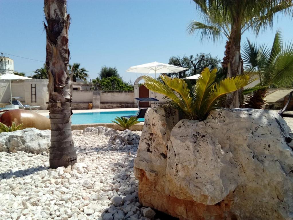 una planta en una roca junto a una piscina en Dimora di Tours en Fasano