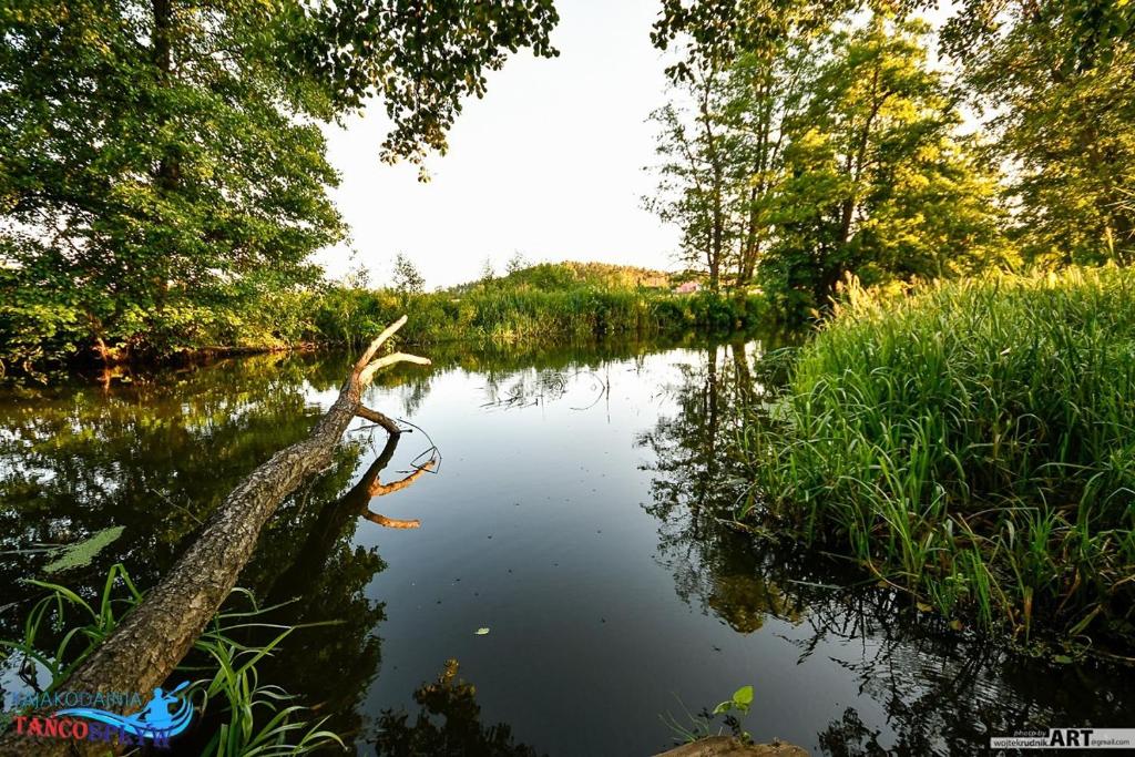 Kajakodajnia Campsite at the Wierzyca river في Kolińcz: نهر فيه فرع شجرة في الماء